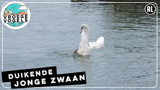 Jonge zwaan duikt helemaal onder! | Zelf Geschoten | Vroege Vogels