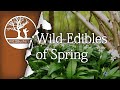 Bushcraft Foraging Wild Edibles of Spring