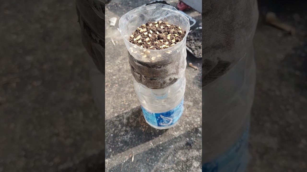 grow chili (mirch) seeds at home | 