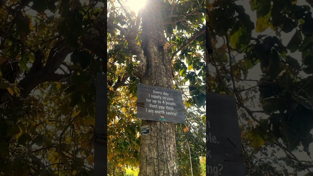 The Silent Heroes of Nature 🌳