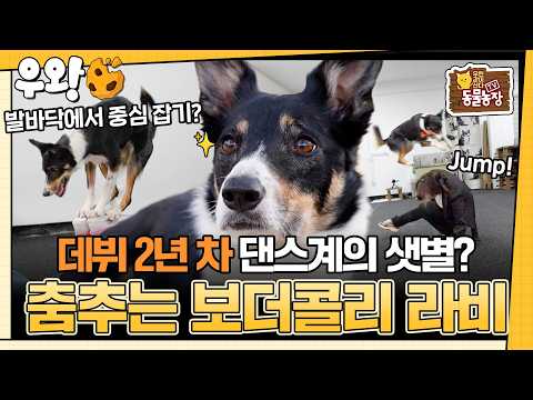 [🥐‍️#우왕] 보더콜리가 무한 산책에도 만족 못 하면 생기는 일😱 엄청난 춤실력으로 도그 댄스계 샛별이 된 라비의 이야기 #TV동물농장 #우와한비디오 #우와비