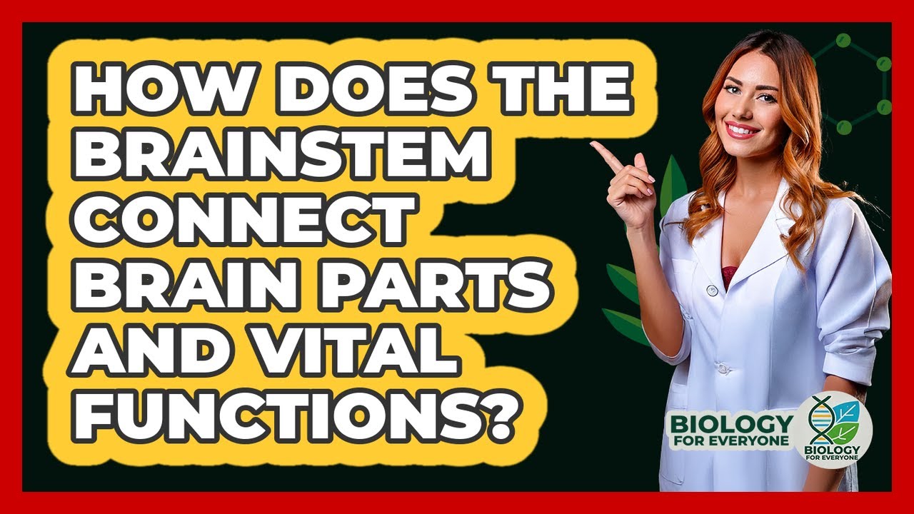 How Does The Brainstem Connect Brain Parts And Vital Functions? - Biology For Everyone