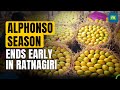 Alphonso mango season ends early in Maharashtra&#39;s Ratnagiri | Slated to conclude by May 15