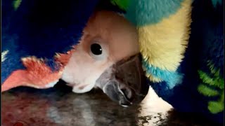 Cuddle Time on the floor, music from Uncle M (ai), and Barney Bump! 💜