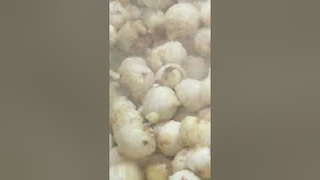 áy rửa và cạo vỏ khoai môn của Tech Garden. Liên hệ 093 591 1775 Trần Trinh