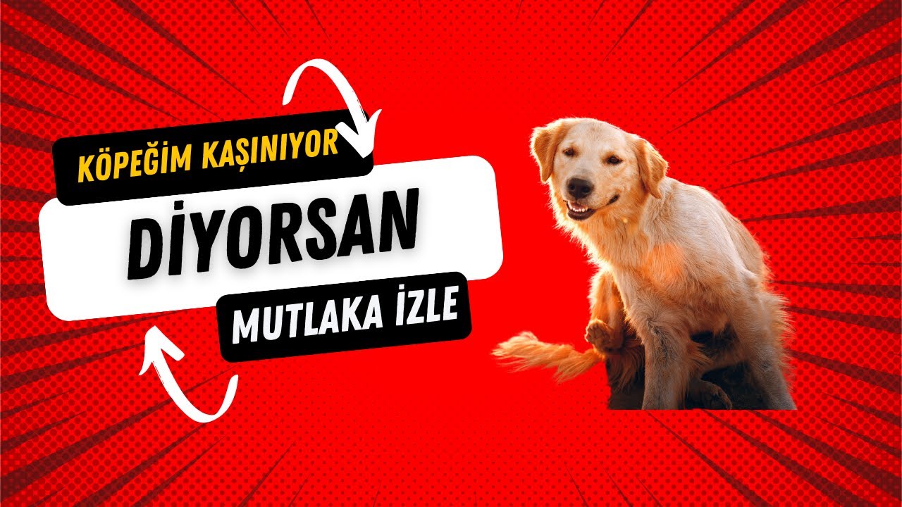 Köpeğim Kaşınıyor Diyorsan Bu Videoyu Mutlaka İzlemelisin