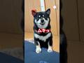 パパに怒る柴犬、怒り方が可愛すぎた　#柴犬　#黒柴　#犬　#おもしろ　#柴犬のいる暮らし