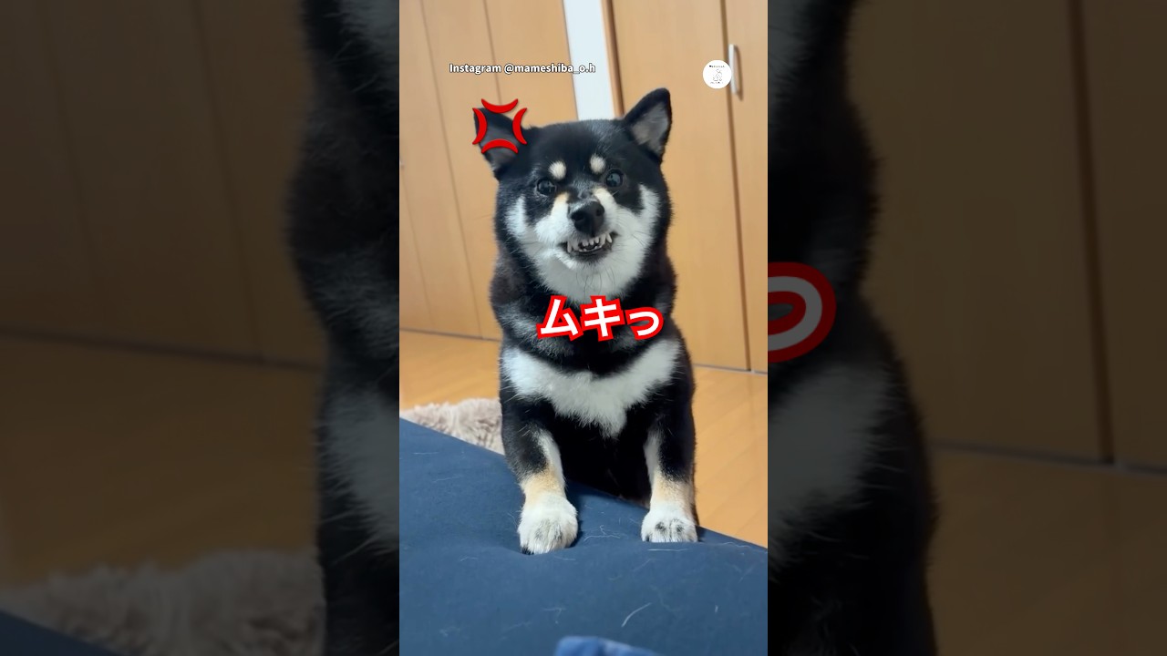 パパに怒る柴犬、怒り方が可愛すぎた #柴犬 #黒柴 #犬 #おもしろ #柴犬