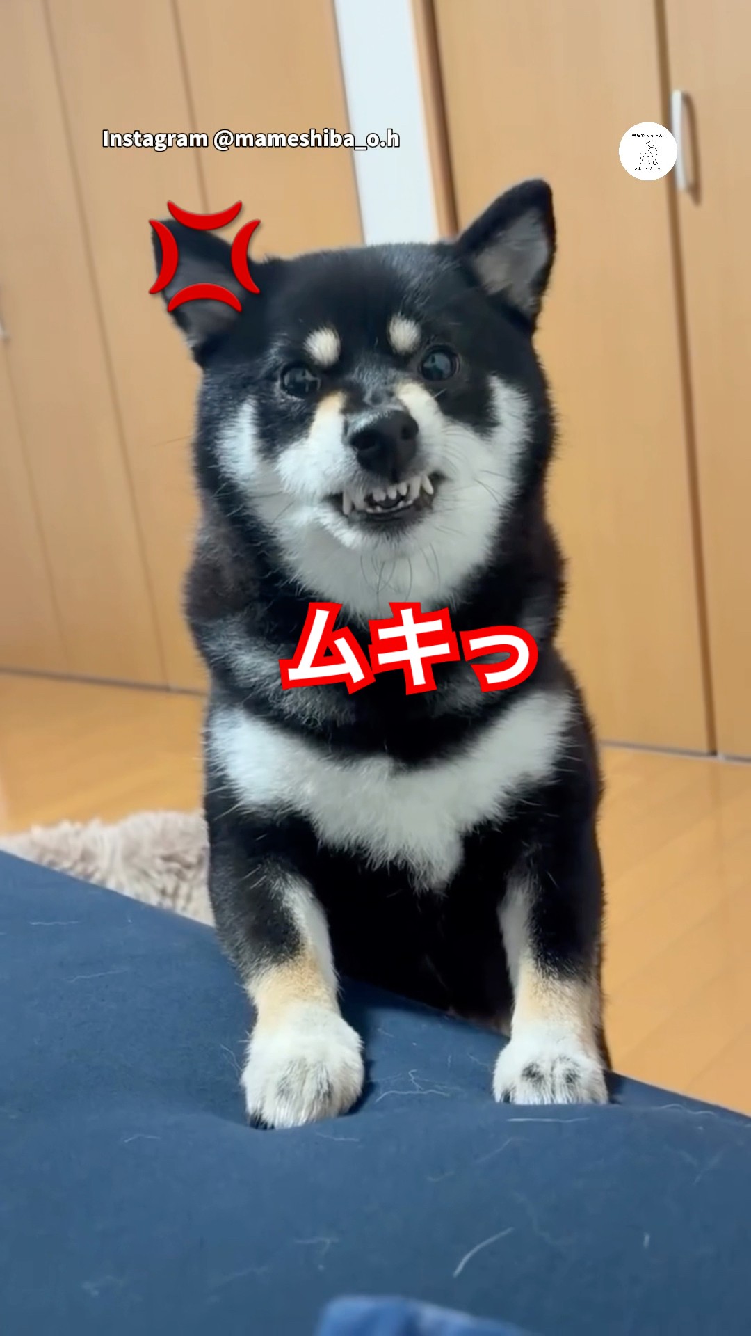 怒る柴犬❗️（夏仕様） パパに怒る柴犬、怒り方が可愛すぎた #柴犬 #黒柴 #犬 #おもしろ #柴犬