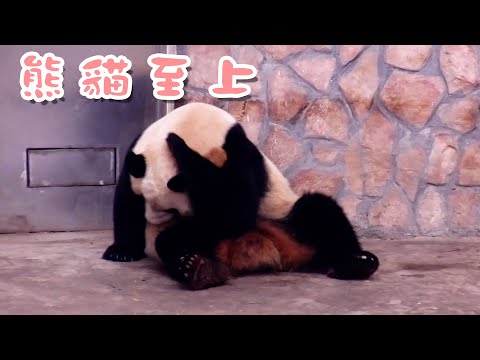 《熊貓早晚安》 熊貓版“顧客”至上 | iPanda熊貓頻道