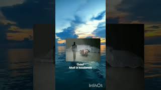 Mengingat Kematian  shorts ceramahsingkat alquranulkarim kematianitupasti ingatmati