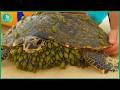 Animals That Asked People for Help! Helping Sea Turtles Remove Barnacles #68