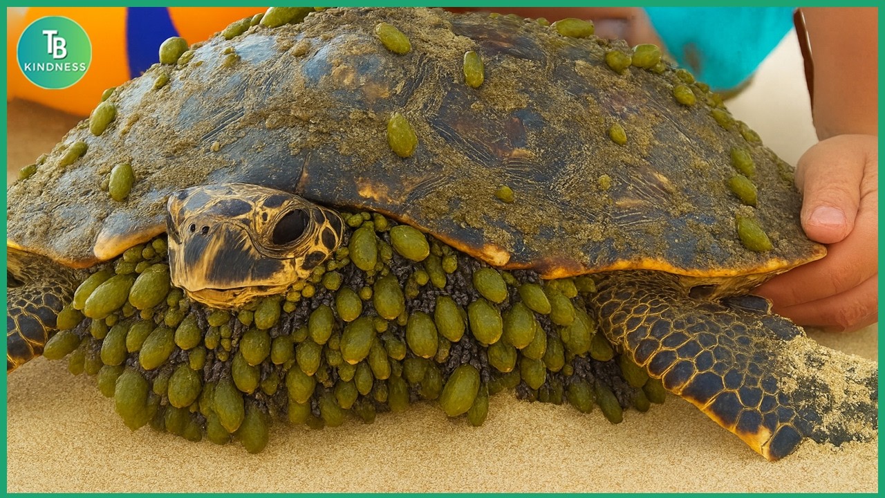 Животные, которые просили людей о помощи! Помощь морским черепахам в избавлении от ракушек №68