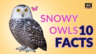 Snowy Owls Exposed: 10 Marvelous Mysteries