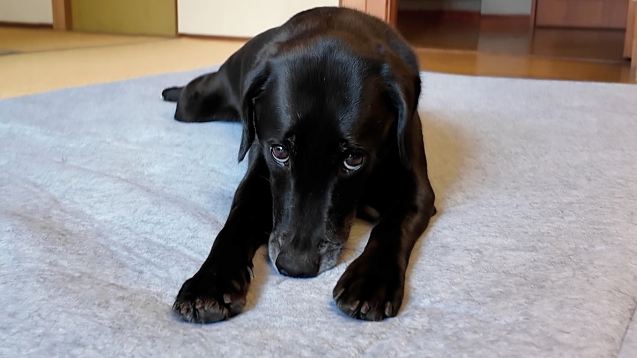 【犬Vlog】このあと子供たちにお気に入りの絨毯を取られてしまう犬。