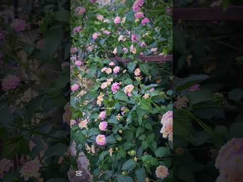 وتبقى المشاعر كالفراشات إن وجدت الأمان استقرت وإن لم تجد طارت وفر ت متابعة قلب تعليق مشاركة