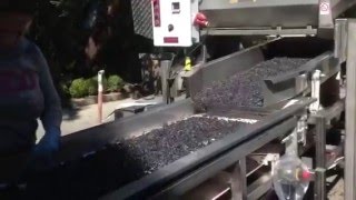 Grape sorting at Sherwin Family Vineryards