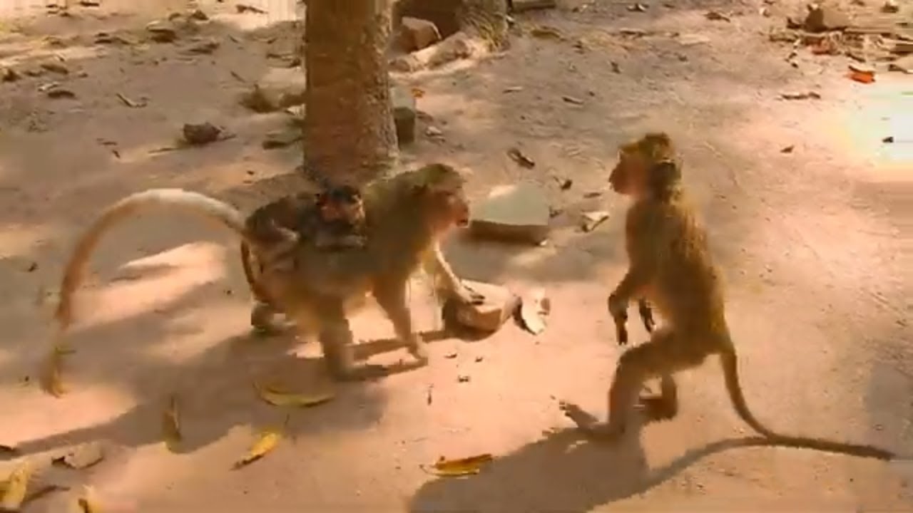 Monkey Elsa and Ellen monkey