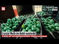 Schmuggel-Gemüse: DEA entdeckt mehr als 900 Kilo Crystal Meth zwischen Kohlblättern