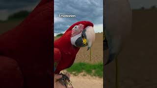 Emotionen 😄 #shorts #tiere #vogel #macaw #birds #birds #parrot #natur #freeflight #emotional