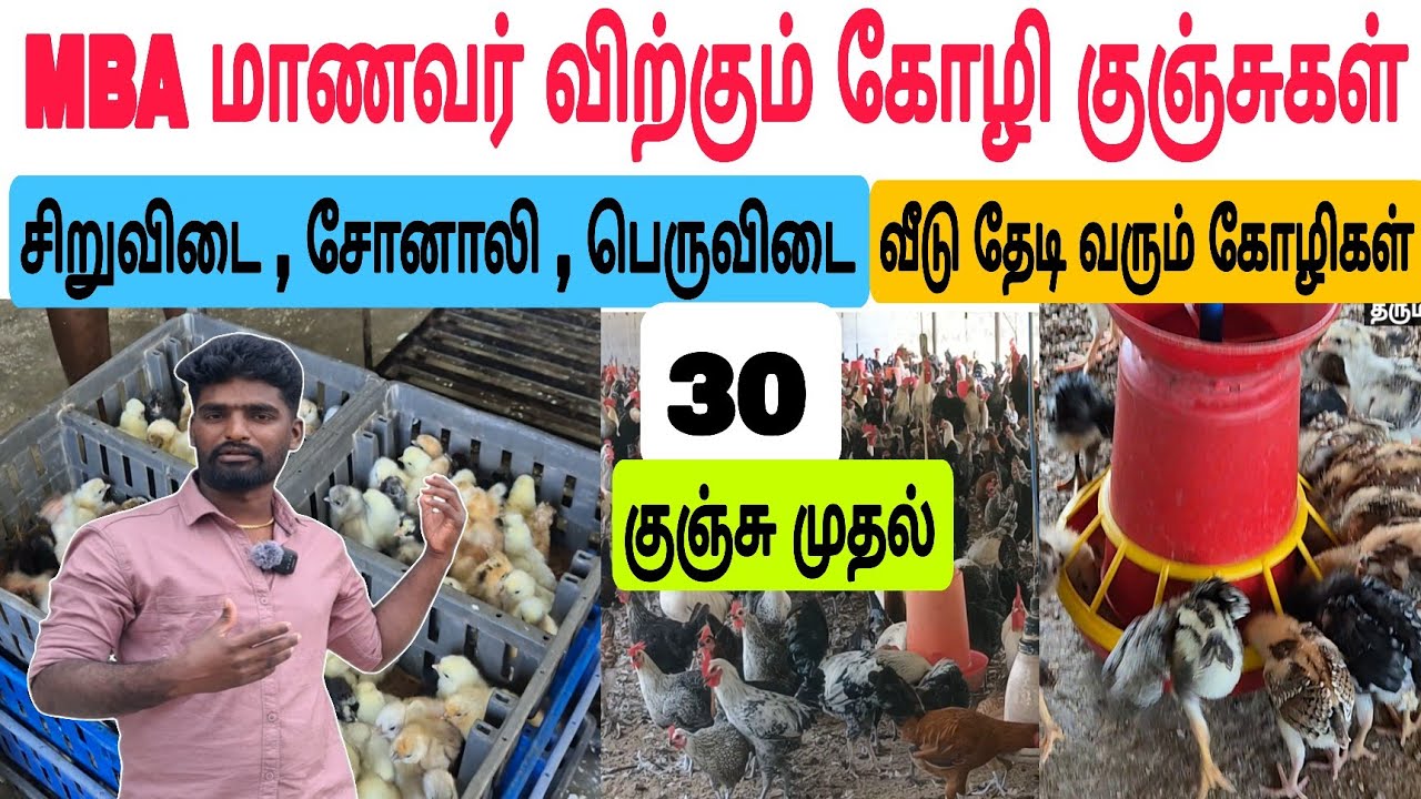 அனைத்து நாட்டு கோழிகளும் ஒரே இடத்தில் விற்பனை / குறைந்த விலை #tamilvivasayi #நாட்டுகோழி #chicks 