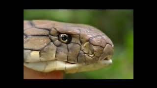 The cobra’s Revenge - Anees Mohammed and Mark O shea face to face with the King Cobra@ Agumbae.