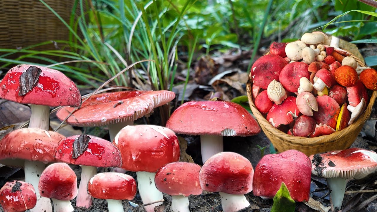 หมานพูนต่า!!หมายนี้ไม่ธรรมดา!!เห็ดก่อแดงหลวงดอกใหญ่แดงสดเก็บมันส์มือเลยจ้า