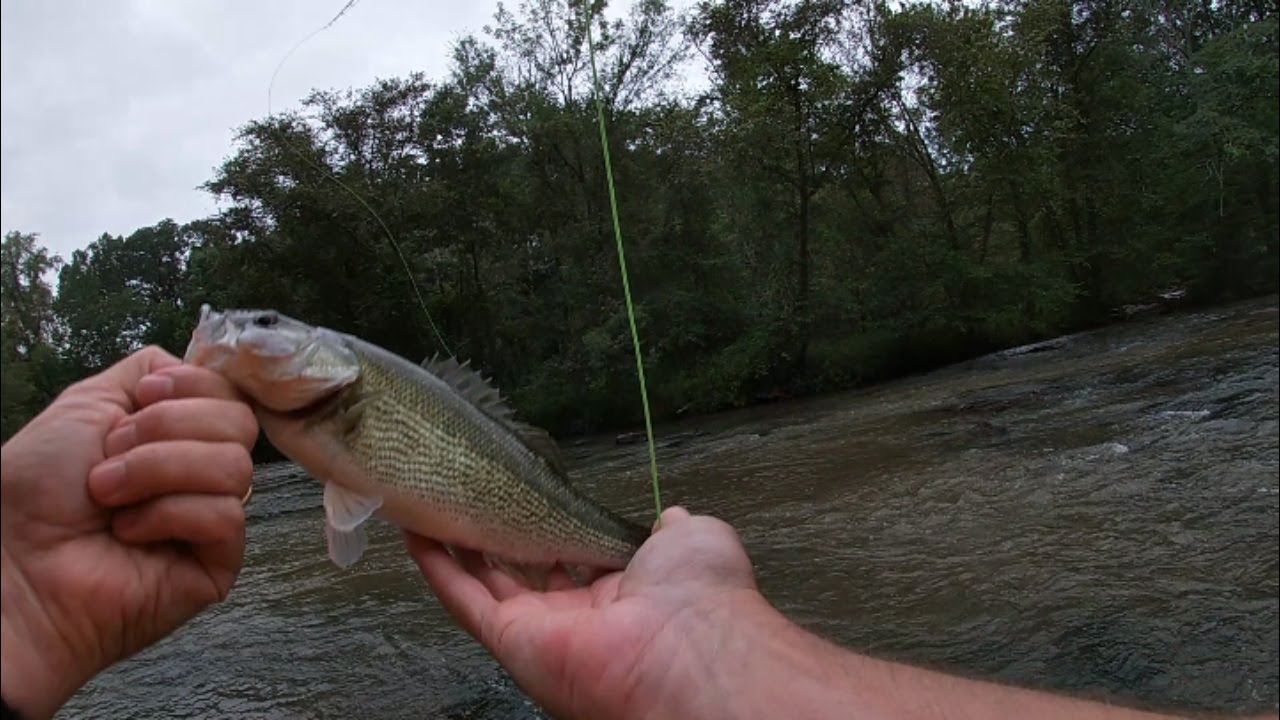 Fly Fishing in Athens, for Spotted Bass and Sunfish; Whitehall