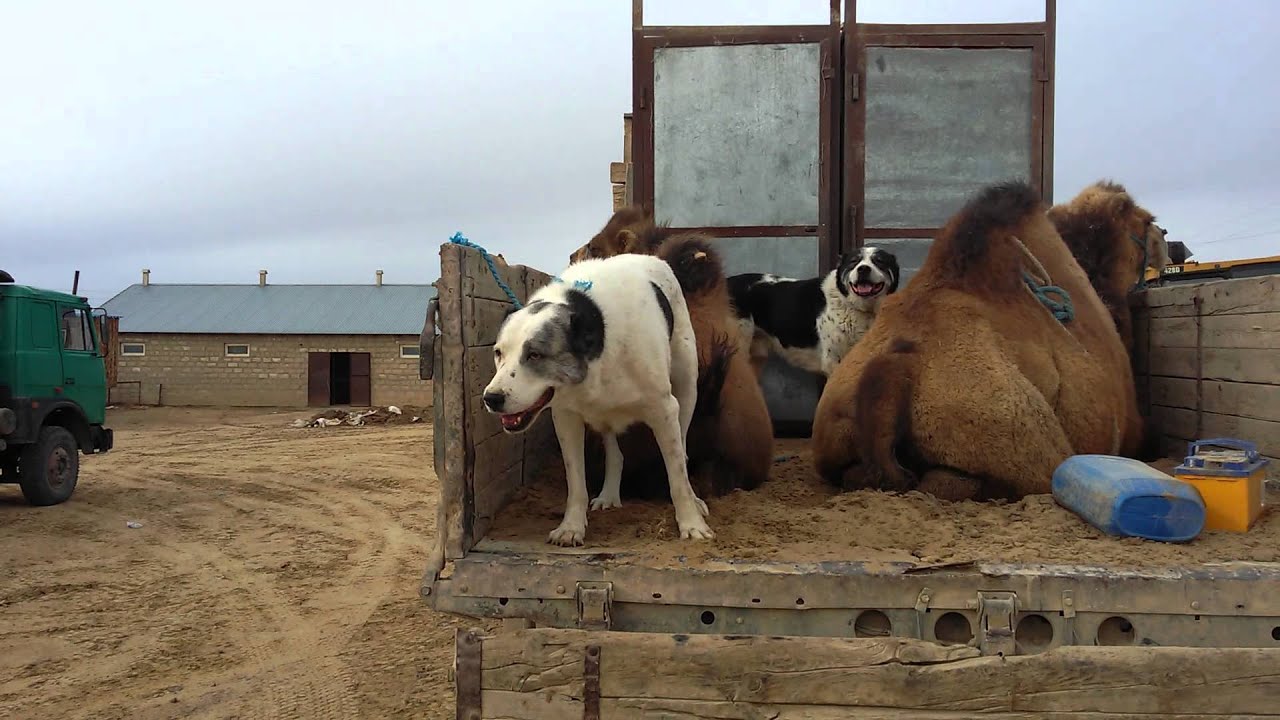 Аккирпик, туйе