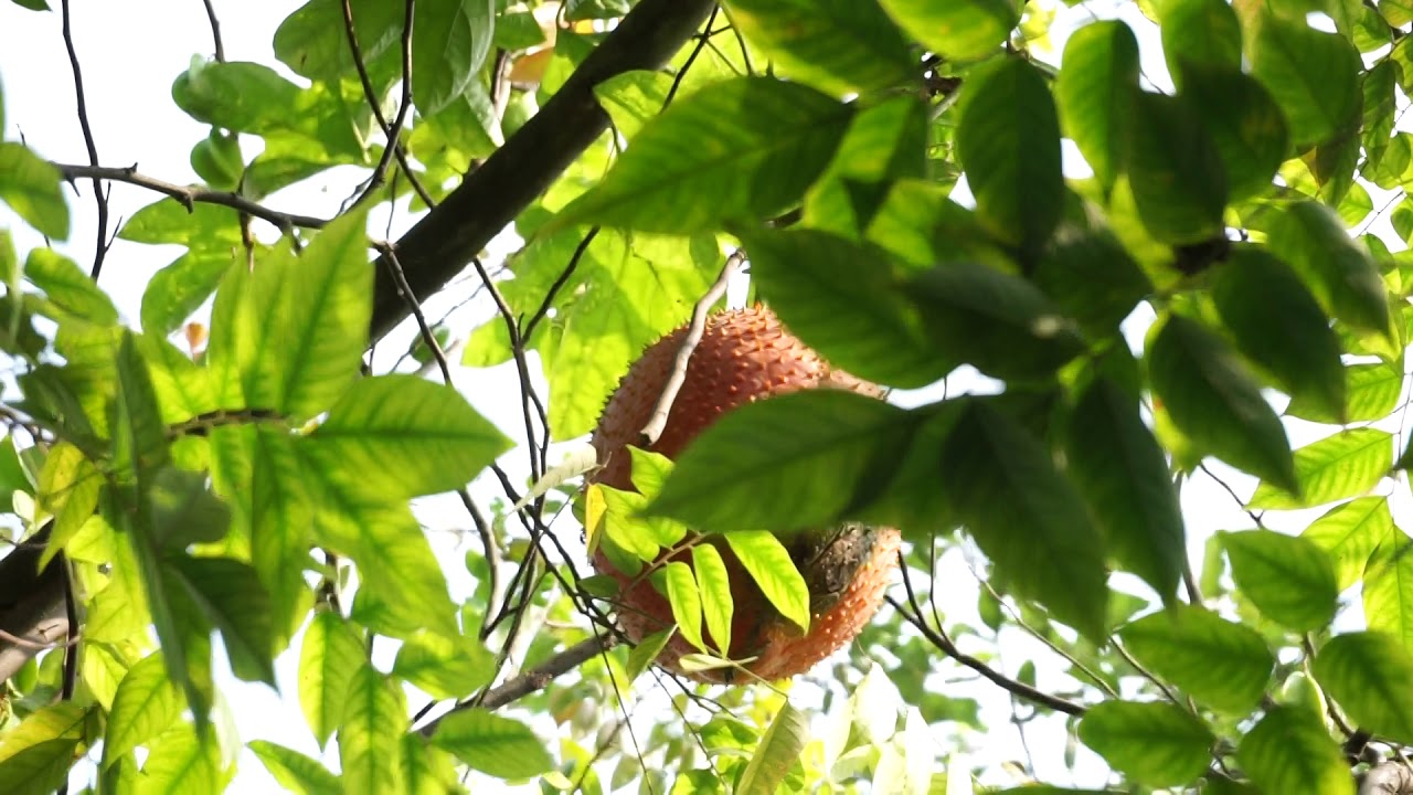 Hoa Quả Quê Hương - TRV Vlog 2