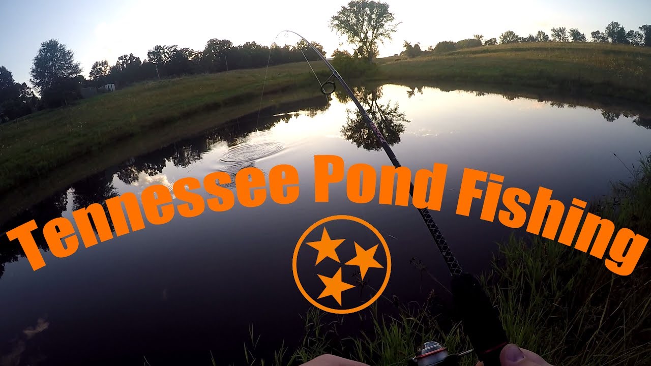 Tennessee Pond Fishing YouTube