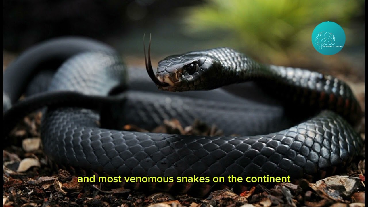 the 9 most venomous snakes in the world - incredibly curious