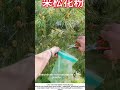Collecting Pine Pollen – Harvesting Yellow Male Catkins by Hand 🌲✋