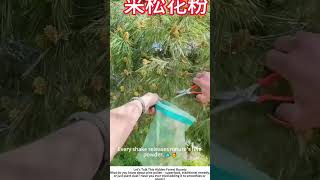 Collecting Pine Pollen – Harvesting Yellow Male Catkins by Hand 🌲✋