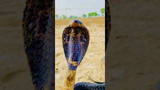 King Cobra Sanke