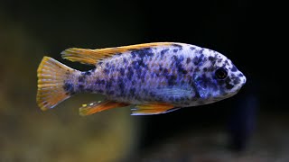 Labeotropheus Fuelleborni Mitande Mc