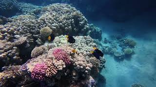 Egypt Red Sea Snorkelling (TUI Sensatori Coral Sea Resort)
