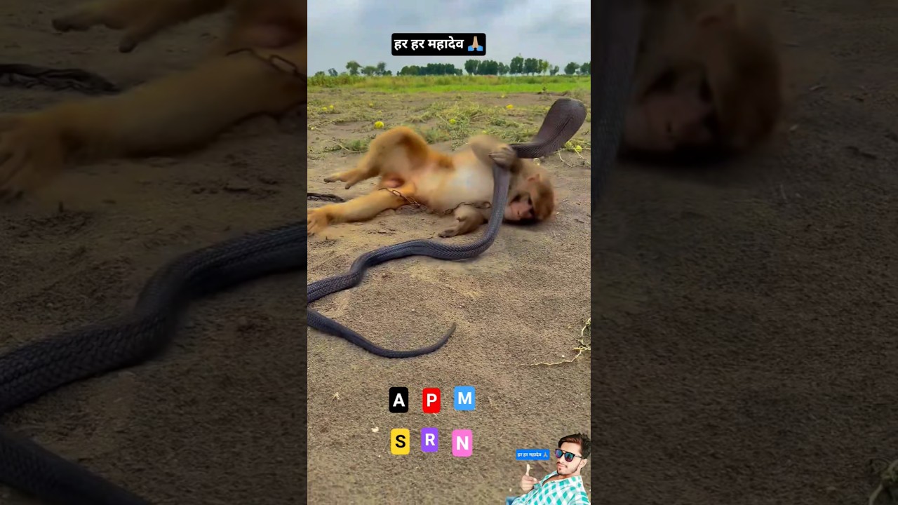 Black Cobra and monkey fight 😯 