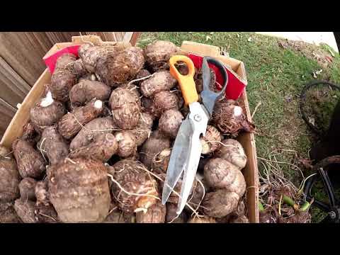 Massive High Quality Taro Root Harvest in North Georgia