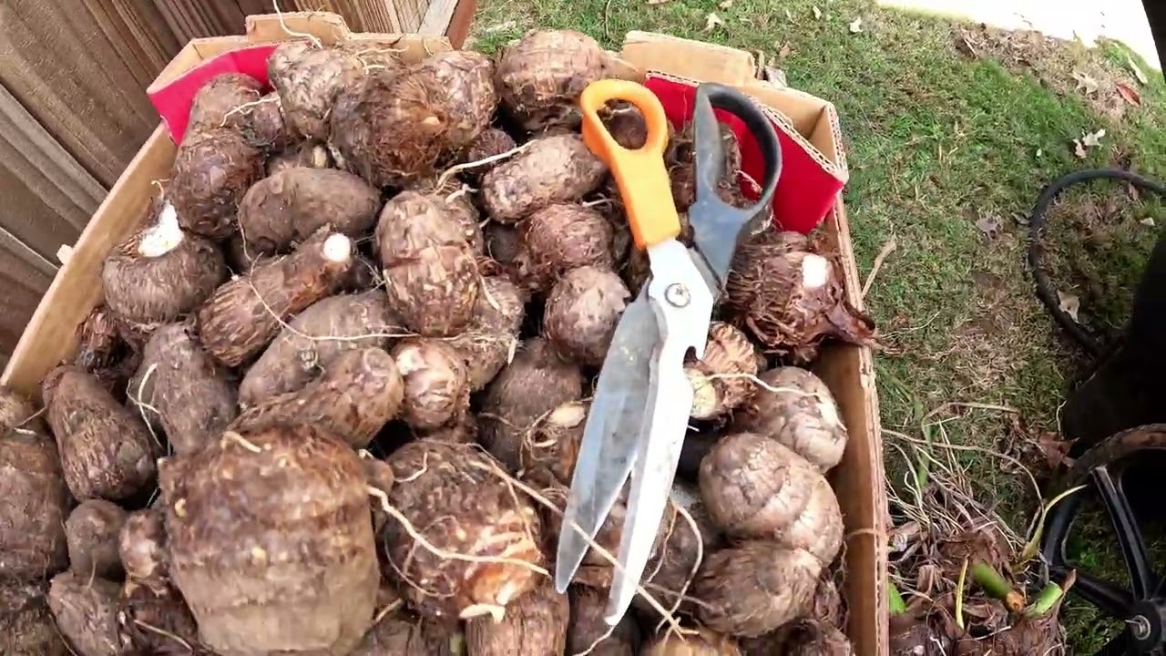 Massive High Quality Taro Root Harvest in  North Georgia