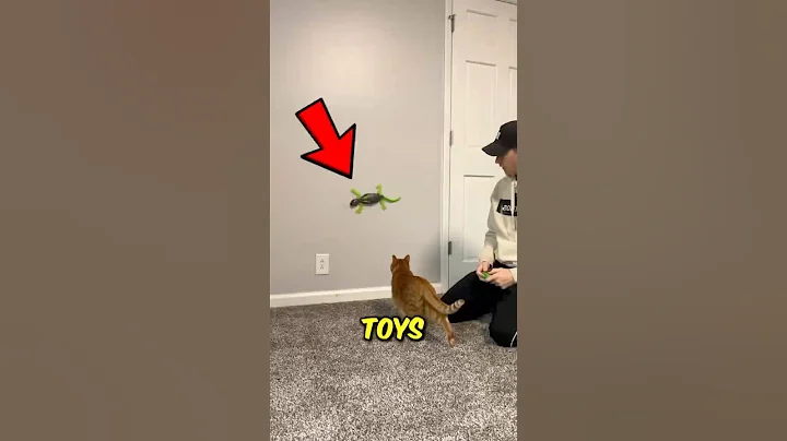 Top 3 Best Toys for Indoor Cats