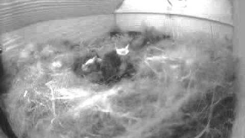 June 7th Chickadee birdhouse video