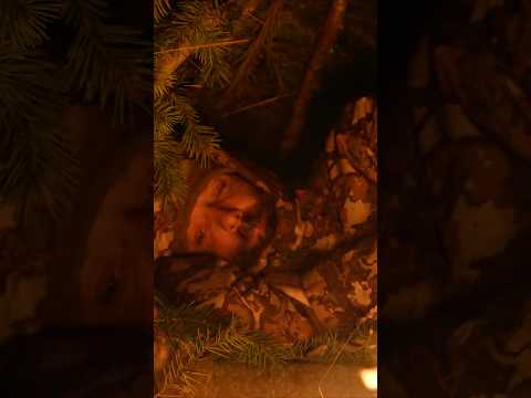 No Sleeping Bag Winter Bushcraft Camping  #survival #primitiveskills #winterbushcraft