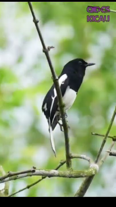 Burung Kacer di Alam Liar | Kacer/Jalak Koci