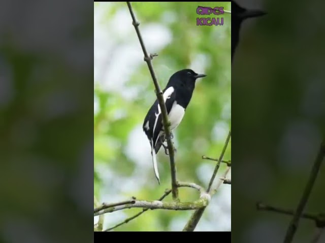 Burung Kacer di Alam Liar | Kacer/Jalak Koci class=