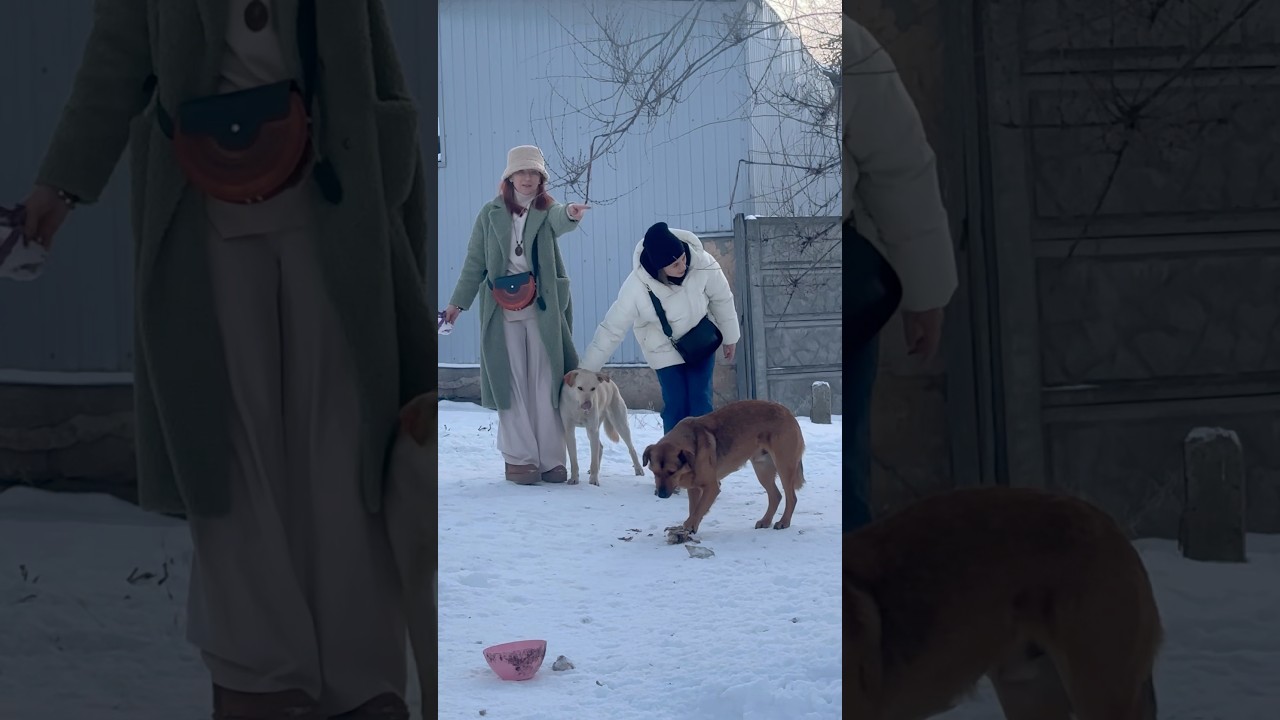 Подписчица приехала покормить друзей 