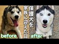 誰も居ない家に放置されてた大型犬を保護しました【保護犬】