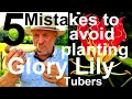 5 five mistakes to avoid when potting on exotic tropical glory lily gloriosa superba tubers bulbs