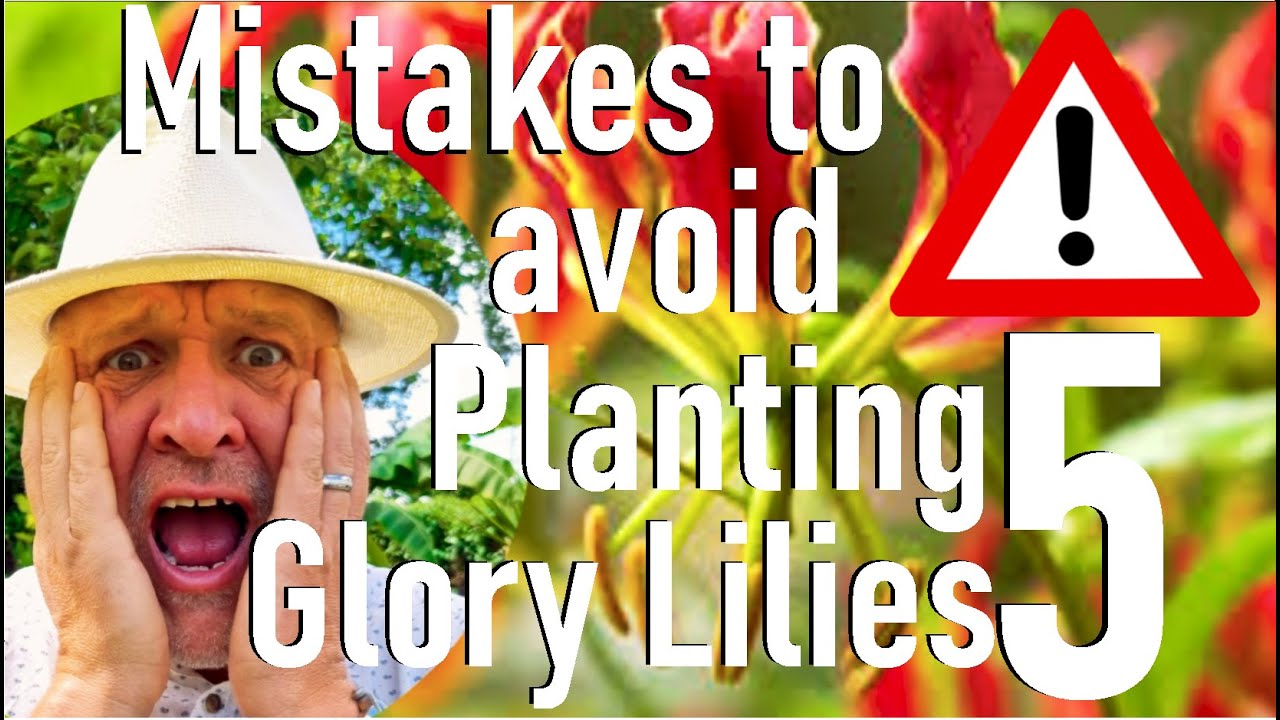 5. Пять ошибок, которых следует избегать при посадке экзотических тропических лилий Gloriosa supe...