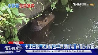 南投竹山灌溉溝救援水豚 現場追捕過程與飼養成本揭露